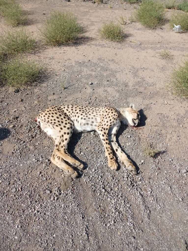 تعیین جنسیت آخرین یوز قربانی جاده میامی - سبزوار