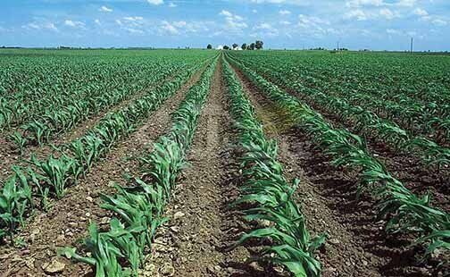 رعایت الگوی کشت تابستانه کشاورزان درشوش رعایت الگوی کشت تابستانه کشاورزان درشوش