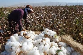 پرداخت ۲۰ میلیارد تومان از مطالبات پنبه‌کاران اردبیل