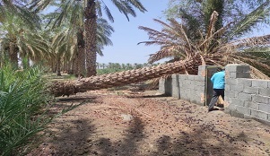 خسارت طوفان به محصولات باغداران قلعه گنجی