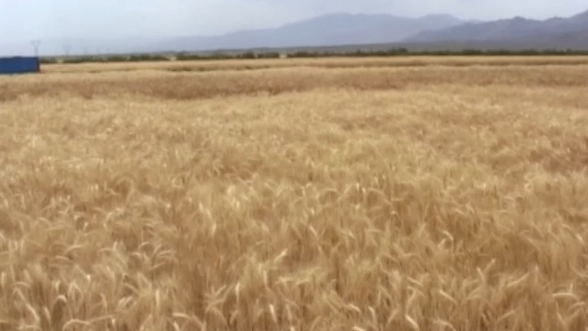 افزایش صد در صدی خرید تضمینی گندم در آران و بیدگل