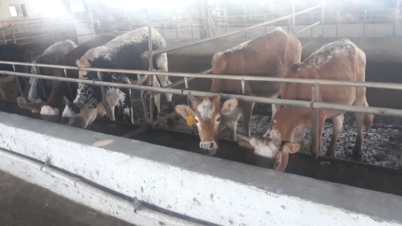 کاروان ترویجی دامپزشکی گیلان به فومن رسید