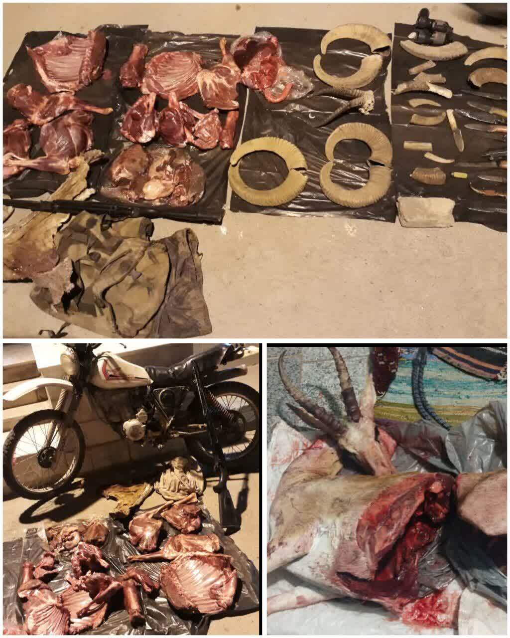 خبرهایی از دستگیری شکارچیان غیر مجاز در  سرخه خبرهایی از دستگیری شکارچیان غیر مجاز در  سرخه