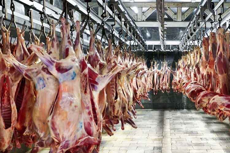 گوشت گرم وارداتی گوشت گرم وارداتی