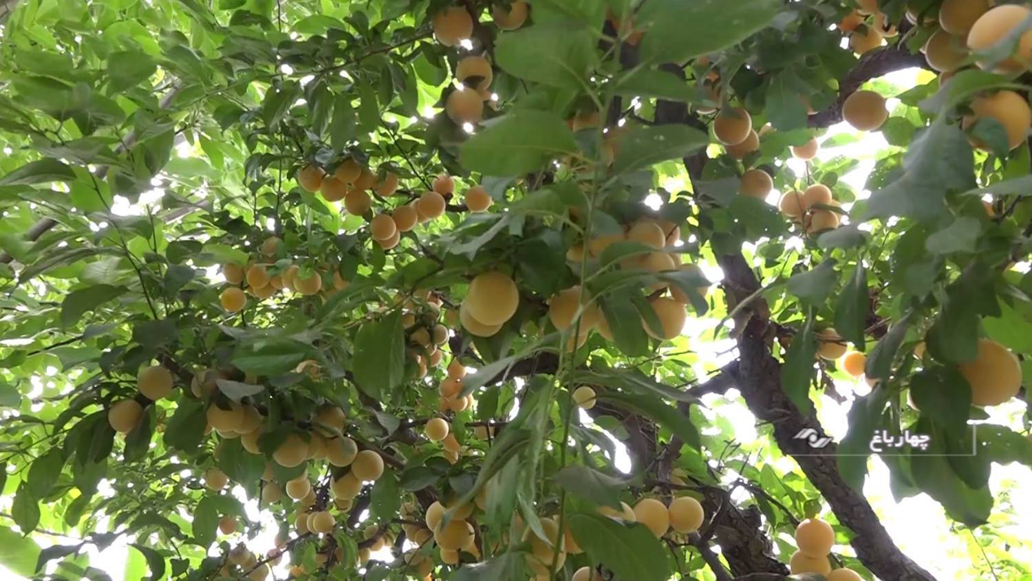 برداشت آلوی قطره طلا در باغات چهارباغ+ فیلم