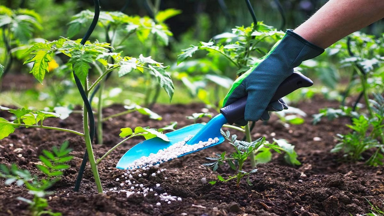 تامین ۲۰۰ تن کود شیمیایی برای کشت تابستانه در حمیدیه تامین ۲۰۰ تن کود شیمیایی برای کشت تابستانه در حمیدیه