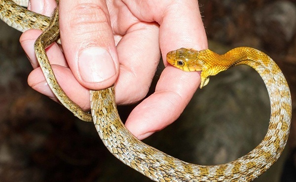 مارگزیدگی و راهکارهایی برای مصونیت زائران اربعین حسینی از آن مارگزیدگی و راهکارهایی برای مصونیت زائران اربعین حسینی از آن