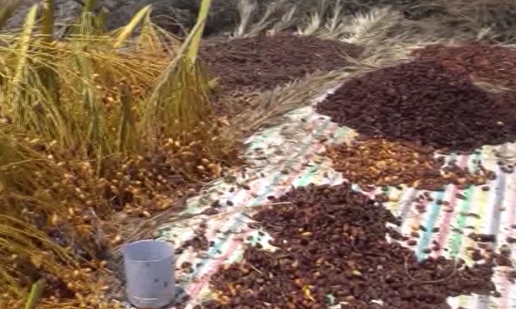 برداشت خرما