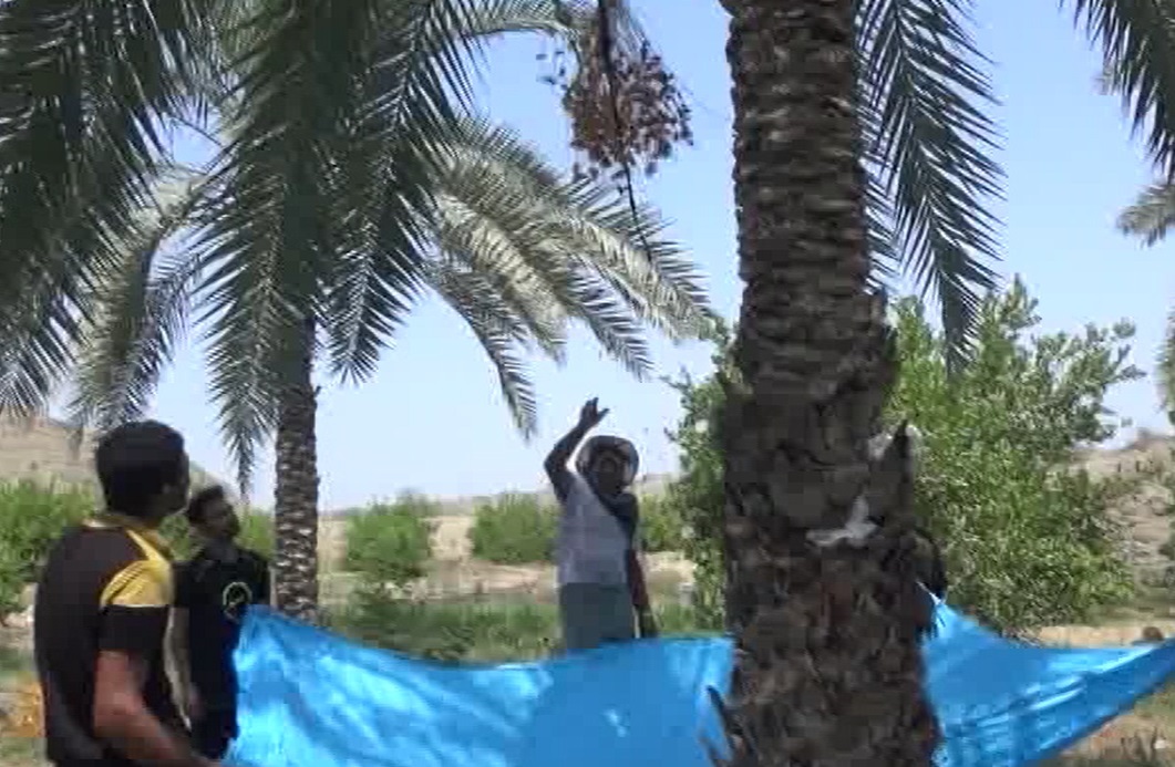 برداشت خرما