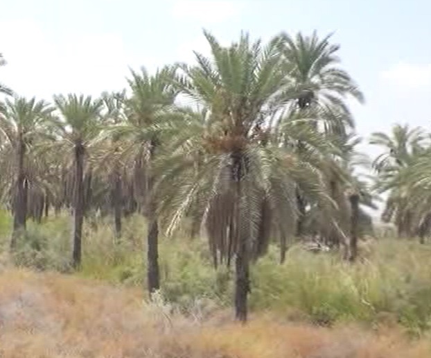 برداشت خرما