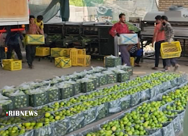 برداشت لیمو شیرین از باغ های توکهور و هشتبندی برداشت لیمو شیرین از باغ های توکهور و هشتبندی