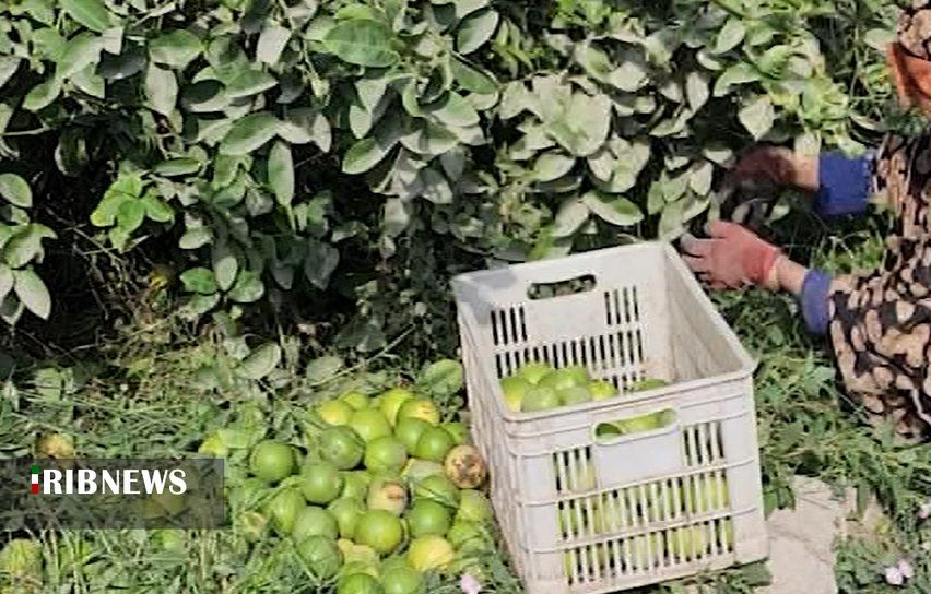 برداشت لیمو شیرین از باغ های توکهور و هشتبندی برداشت لیمو شیرین از باغ های توکهور و هشتبندی