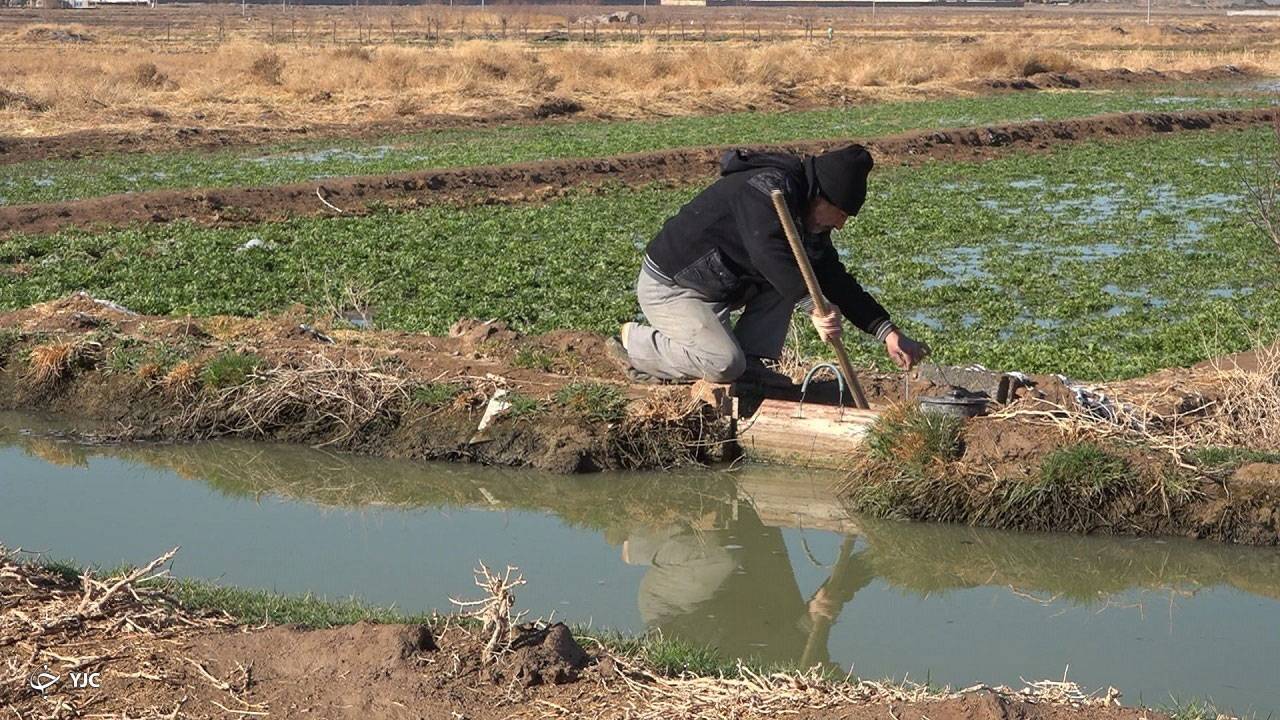 جلوی آبیاری با پسابهای آرسنیکدار گرفته شد جلوی آبیاری با پسابهای آرسنیکدار گرفته شد