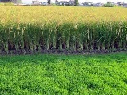 پیش بینی تولید ۶۴۰۰ تن شلتوک از کشت مجدد برنج در بابلسر