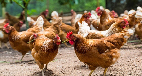 واکسیناسیون طیور بومی روستائیان اندیکا در مقابل نیوکاسل