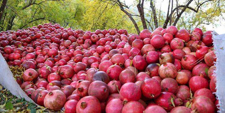 پیش بینی تولید بیش از چهار هزار تن انار در ایلام پیش بینی تولید بیش از چهار هزار تن انار در ایلام