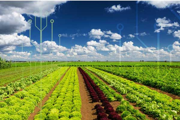 ۴۴ و نیم همت از پول گندمکاران هنوز پرداخت نشده است ۴۴ و نیم همت از پول گندمکاران هنوز پرداخت نشده است