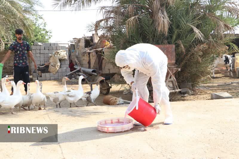 آغاز اجرای طرح واکسیناسیون نیوکاسل در طیور بومی رامهرمز آغاز اجرای طرح واکسیناسیون نیوکاسل در طیور بومی رامهرمز