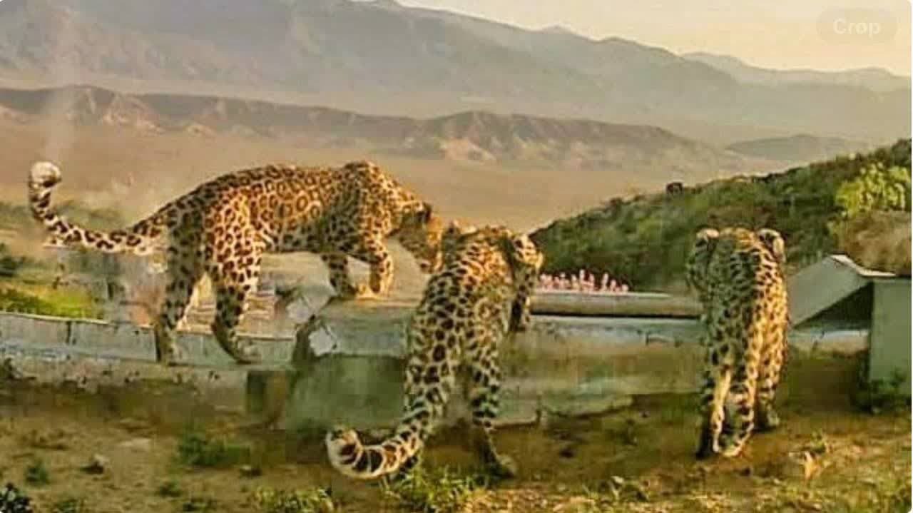 ثبت تصاویر یک خانواده پلنگ در منطقه تپال شاهرود