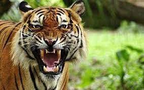 چهار قلاده ببر در مشهد کشف شد چهار قلاده ببر در مشهد کشف شد