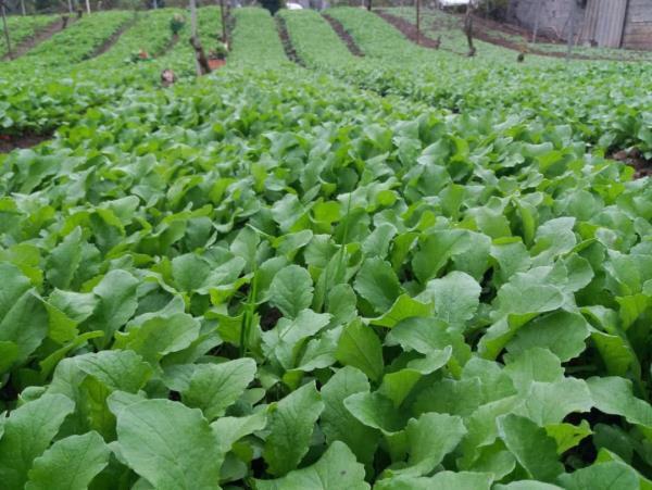 کشت سبزی و صیفی در ۱۷۰۰ هکتار مزارع قائم شهر