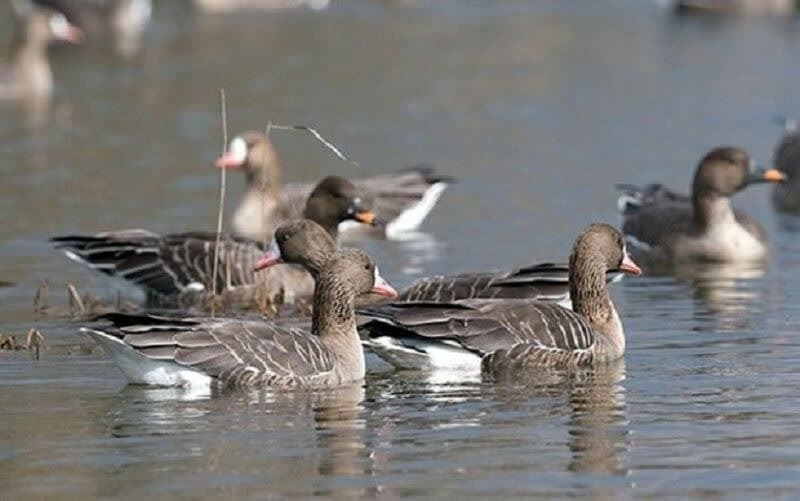 تالاب سولدوز نقده میزبان غازهای خاکستری شد تالاب سولدوز نقده میزبان غازهای خاکستری شد