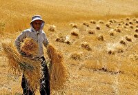 پرداخت بیش از ۱۰ هزار میلیارد تومان به گندمکاران آذربایجان غر بی