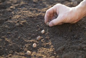 توزیع بیش از ۳۲۰ تن کود اوره برای کشت پاییزه در کارون توزیع بیش از ۳۲۰ تن کود اوره برای کشت پاییزه در کارون