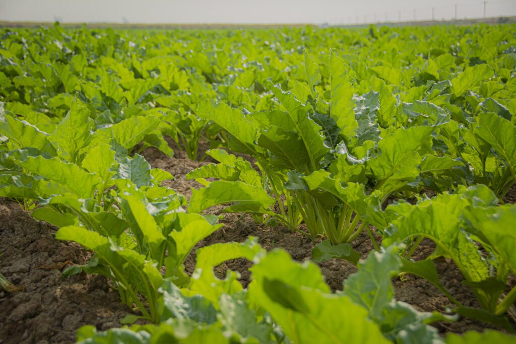 کشت محصولات غیرنیشکری در ۹ هزار هکتار مزارع آیشی نیشکر کشت محصولات غیرنیشکری در ۹ هزار هکتار مزارع آیشی نیشکر