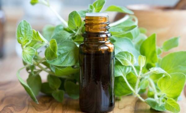 اثرات مفید روغن پونه کوهی برای رفع سرماخوردگی اثرات مفید روغن پونه کوهی برای رفع سرماخوردگی