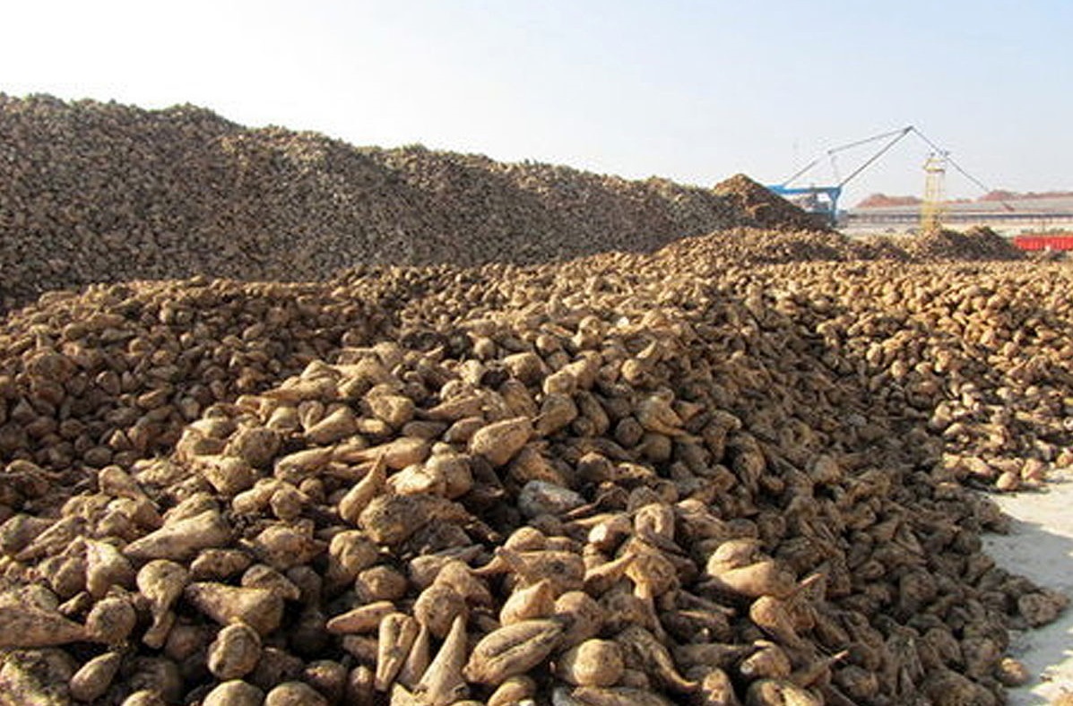 تحویل ۱۶۰ هزار تن چغندرقند به کارخانه قند میاندوآب تحویل ۱۶۰ هزار تن چغندرقند به کارخانه قند میاندوآب