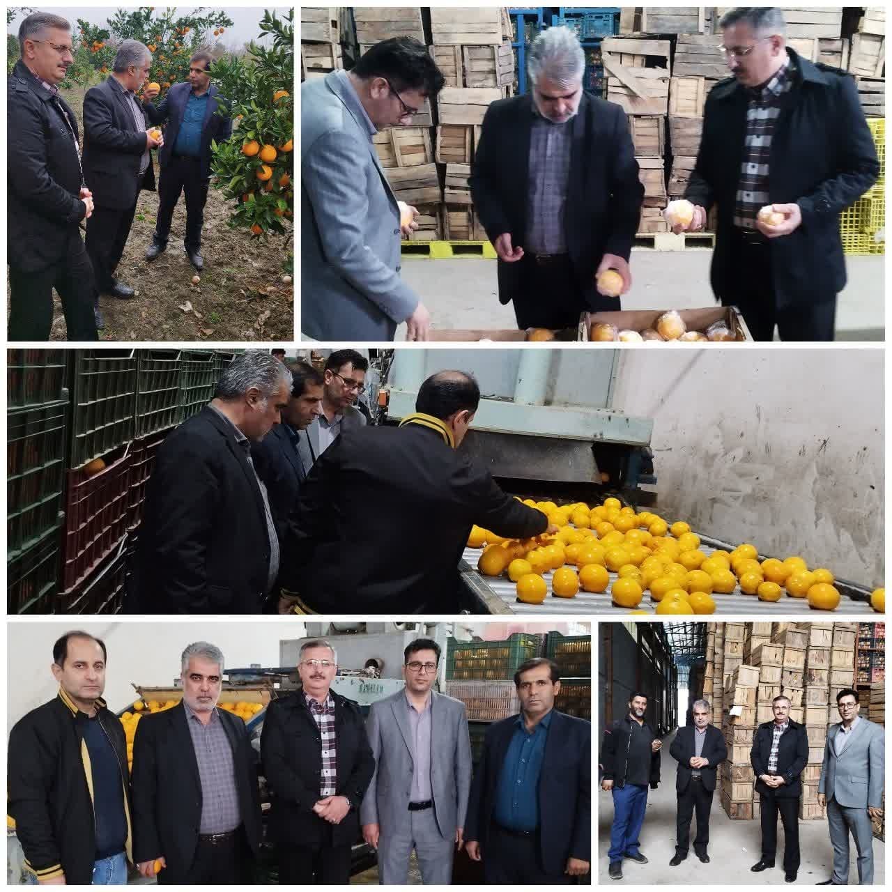 تأمین میوه تنظیم بازار شب عید تأمین میوه تنظیم بازار شب عید