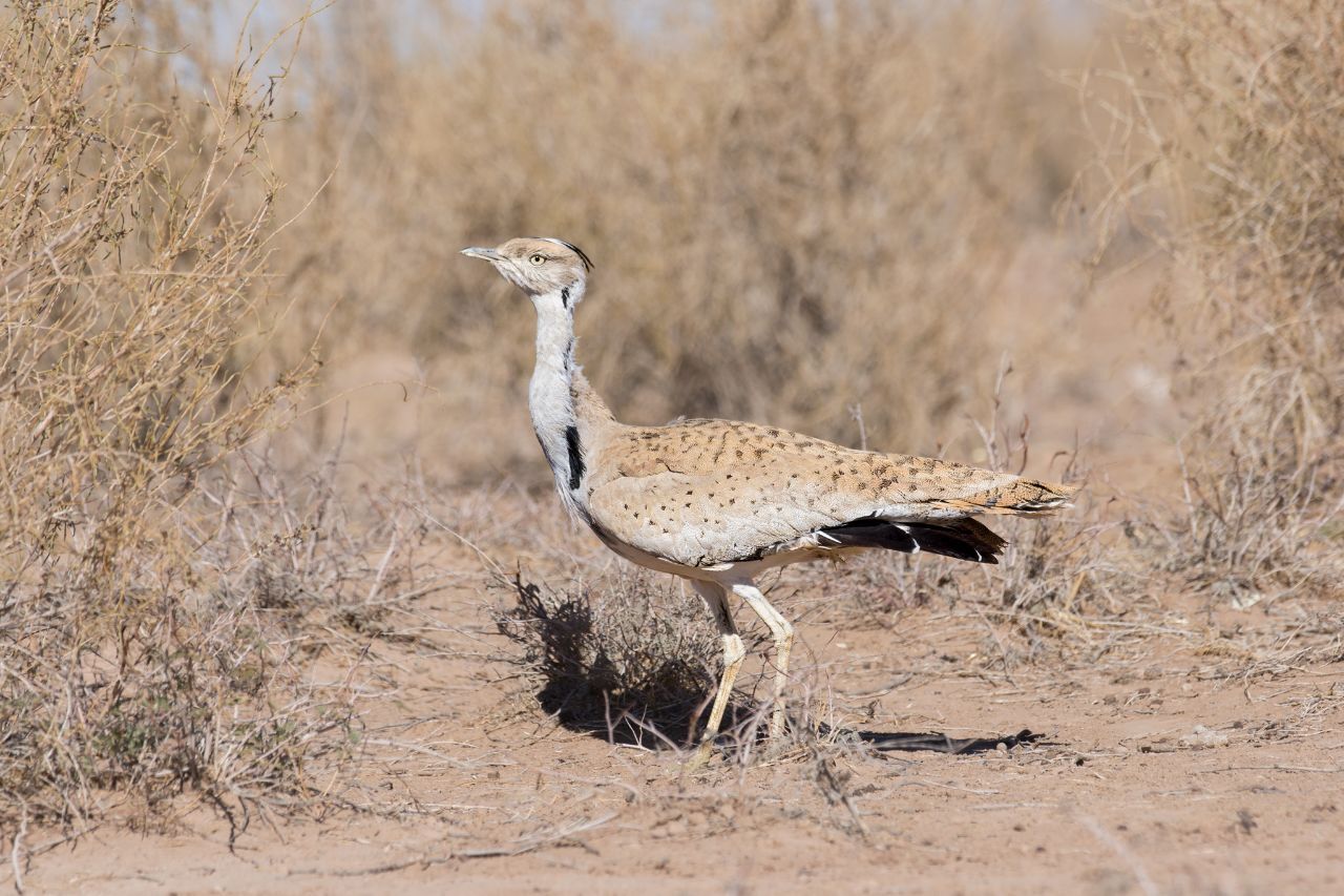 شناسایی و دستگیری شکارچیان هوبره در خواف شناسایی و دستگیری شکارچیان هوبره در خواف