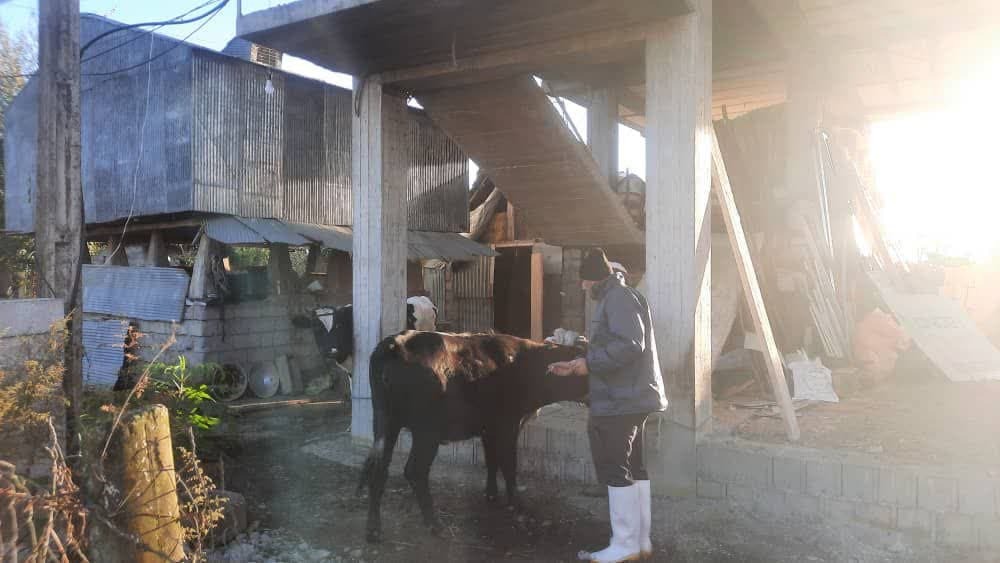 خدمات رایگان دامپزشکی در روستاهای گیلان خدمات رایگان دامپزشکی در روستاهای گیلان