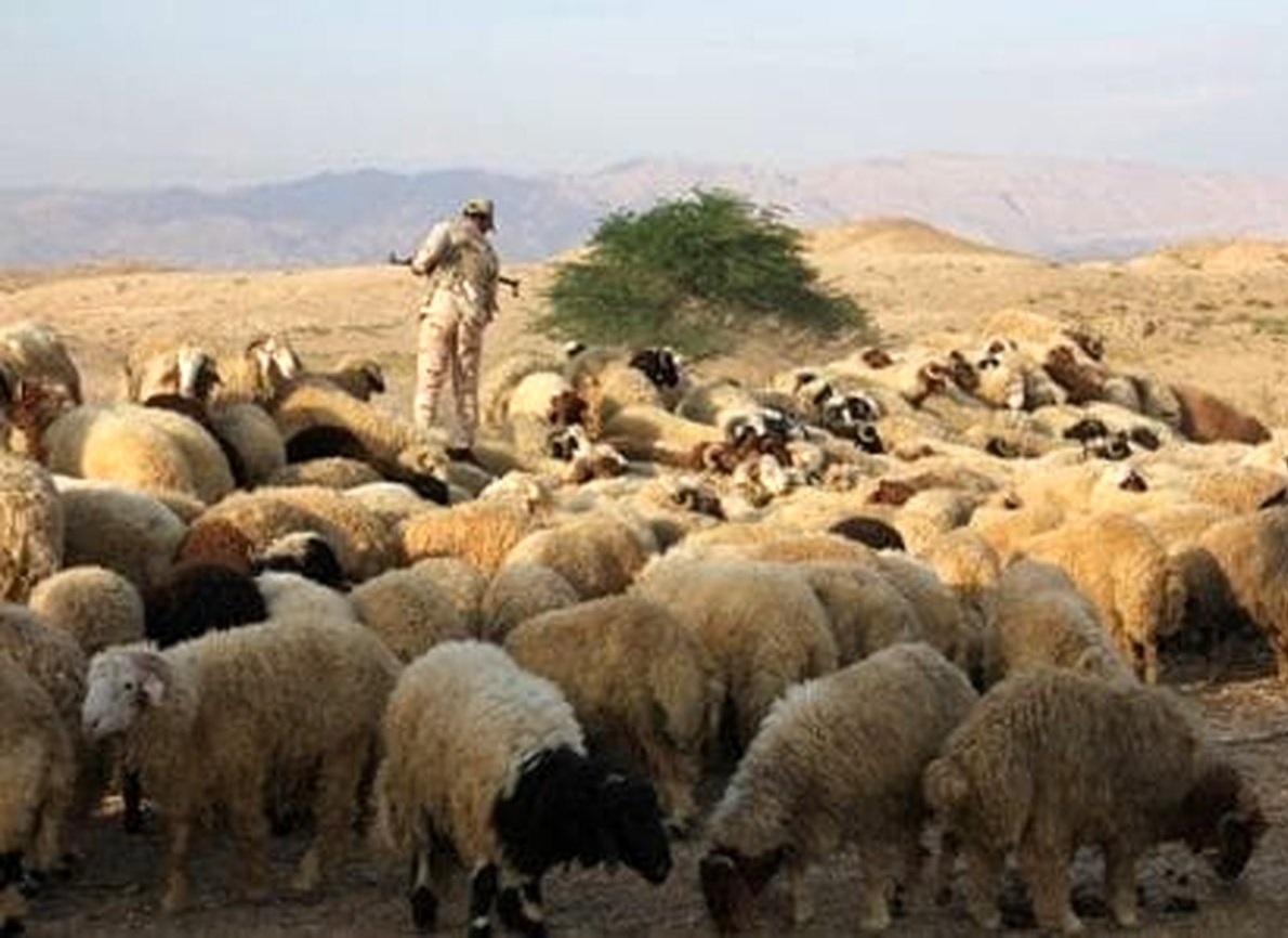 کشف ۱۱۳ رأس دام قاچاق در مرز پیرانشهر