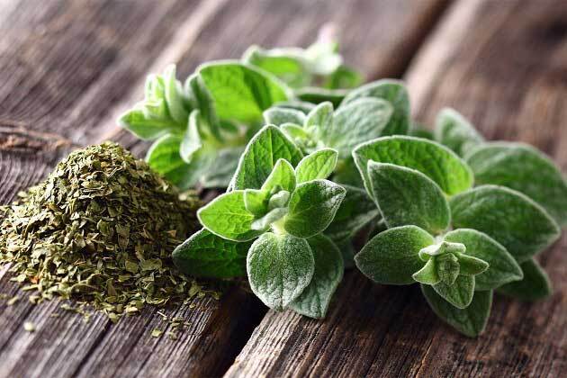 خواص شگفت انگیز پونه برای درمان عفونت و التهاب خواص شگفت انگیز پونه برای درمان عفونت و التهاب