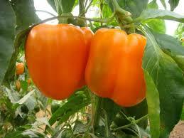 طرح شناسنامه دار کردن محصولات گلخانهای در زنجان طرح شناسنامه دار کردن محصولات گلخانهای در زنجان