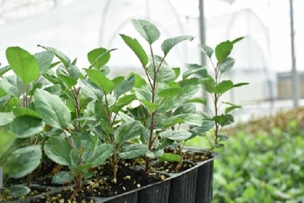 آغاز طرح یک میلیارد درخت با رییس سازمان محیط زیست آغاز طرح یک میلیارد درخت با رییس سازمان محیط زیست