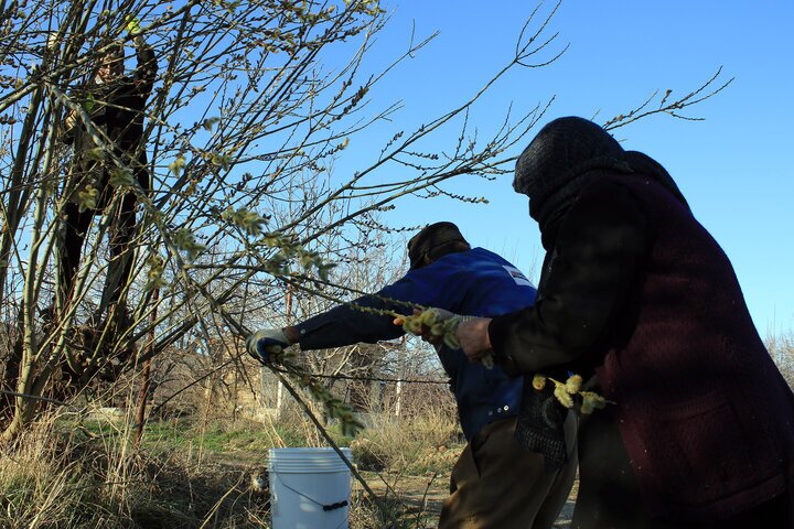 پیش بینی تولید ۲.۵ میلیون لیتر عرق بیدمشک در آذربایجان غربی پیش بینی تولید ۲.۵ میلیون لیتر عرق بیدمشک در آذربایجان غربی