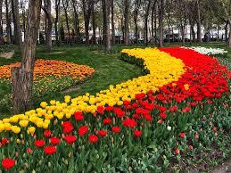 برپایی جشنواره بزرگ گل لاله در مشهد برپایی جشنواره بزرگ گل لاله در مشهد