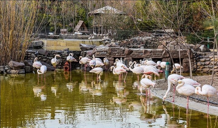 گران شدن بلیط باغ پرندگان گران شدن بلیط باغ پرندگان