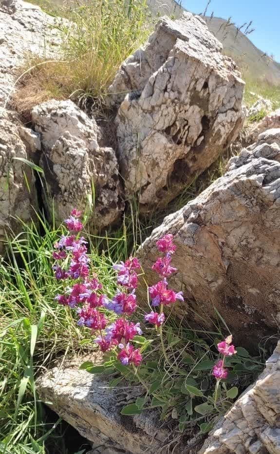 مسابقه عکاسی جاذبههای گردشگری خنداب برگزار شد مسابقه عکاسی جاذبههای گردشگری خنداب برگزار شد