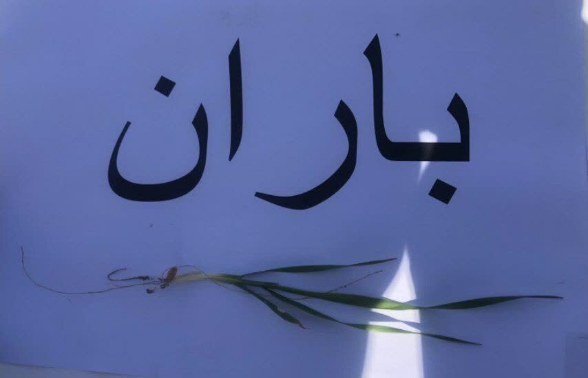 اجرای طرح انتخاب مشارکتی ارقام گندم دیم (PVS) در منطقه بکشلوچای اجرای طرح انتخاب مشارکتی ارقام گندم دیم (PVS) در منطقه بکشلوچای