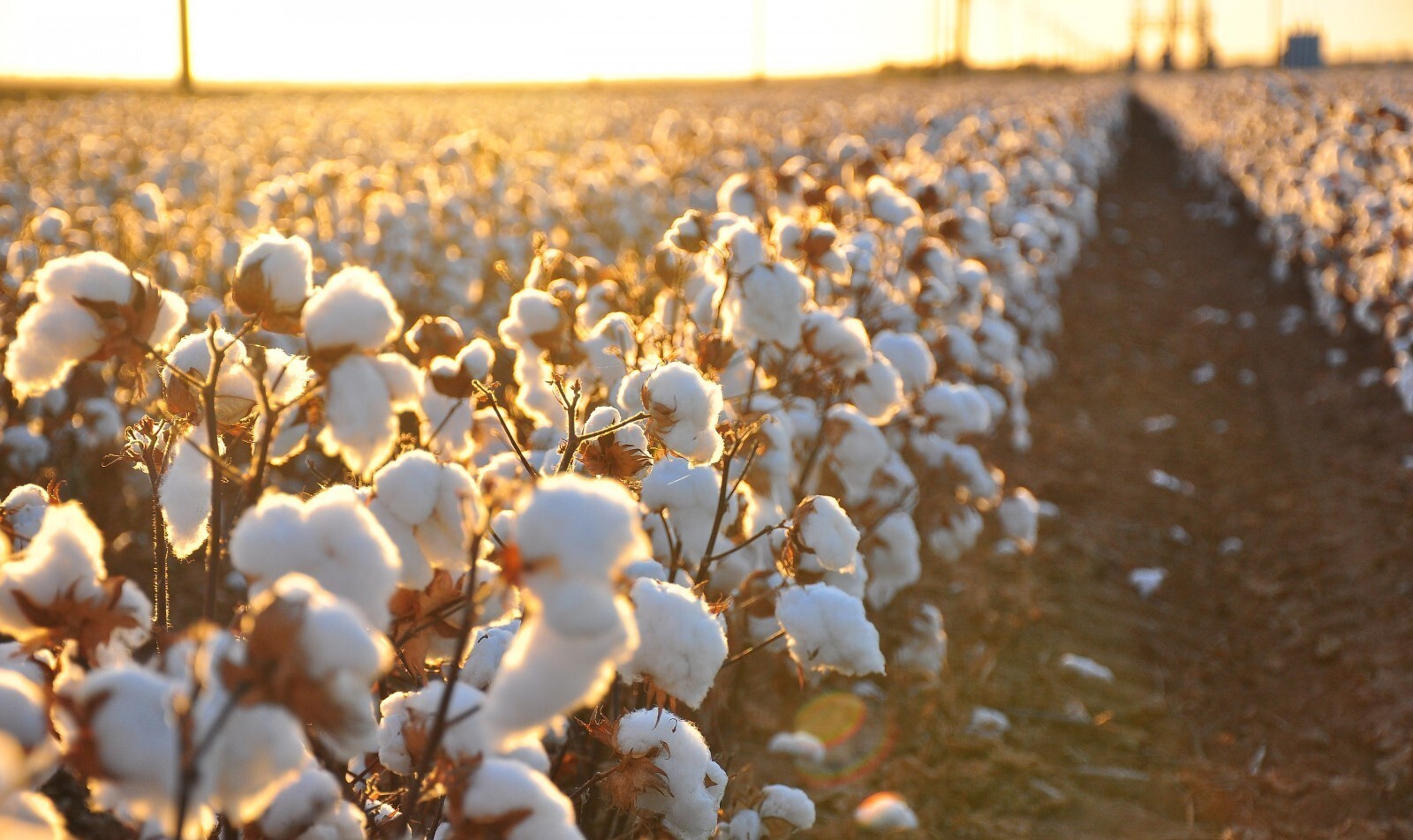 پنبهکاران تربتحیدریه ۱۰ تن بذر یارانهای دریافت کردند پنبهکاران تربتحیدریه ۱۰ تن بذر یارانهای دریافت کردند