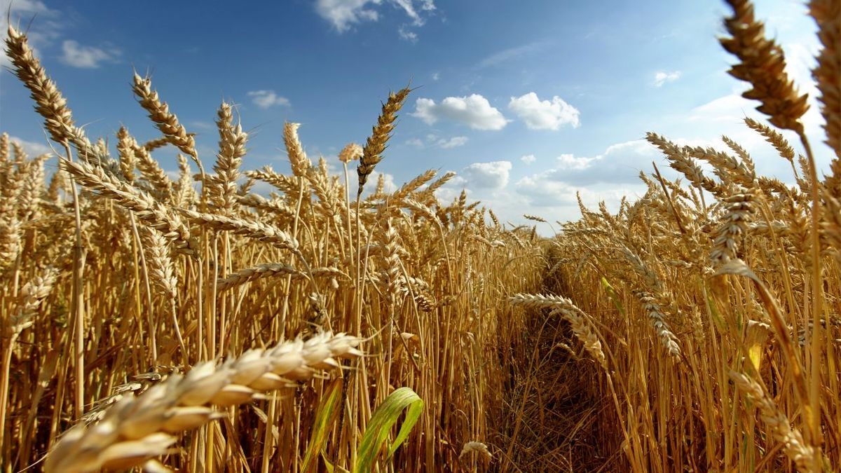 پیش بینی برداشت ۷۵ هزار تن گندم در بهبهان