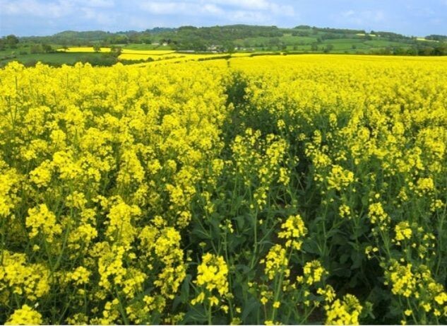 اختصاص ۱۵۰ هکتار از اراضی کشاورزی بخش جلگه رخ تربت حیدریه به کشت کلزا اختصاص ۱۵۰ هکتار از اراضی کشاورزی بخش جلگه رخ تربت حیدریه به کشت کلزا