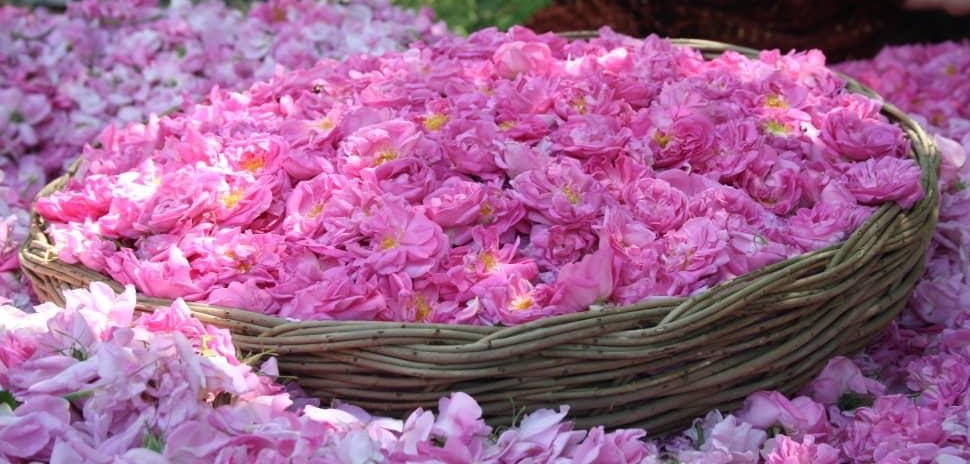 جشنواره گل و گلاب میمند برگزار می شود جشنواره گل و گلاب میمند برگزار می شود