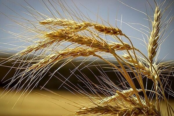 برنامه وزارت جهاد کشاورزی برای افزایش تولید و پایداری خودکفایی گندم کشور