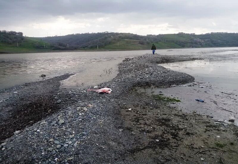 دستگیری شکارچی فلامینگو در سردشت دستگیری شکارچی فلامینگو در سردشت