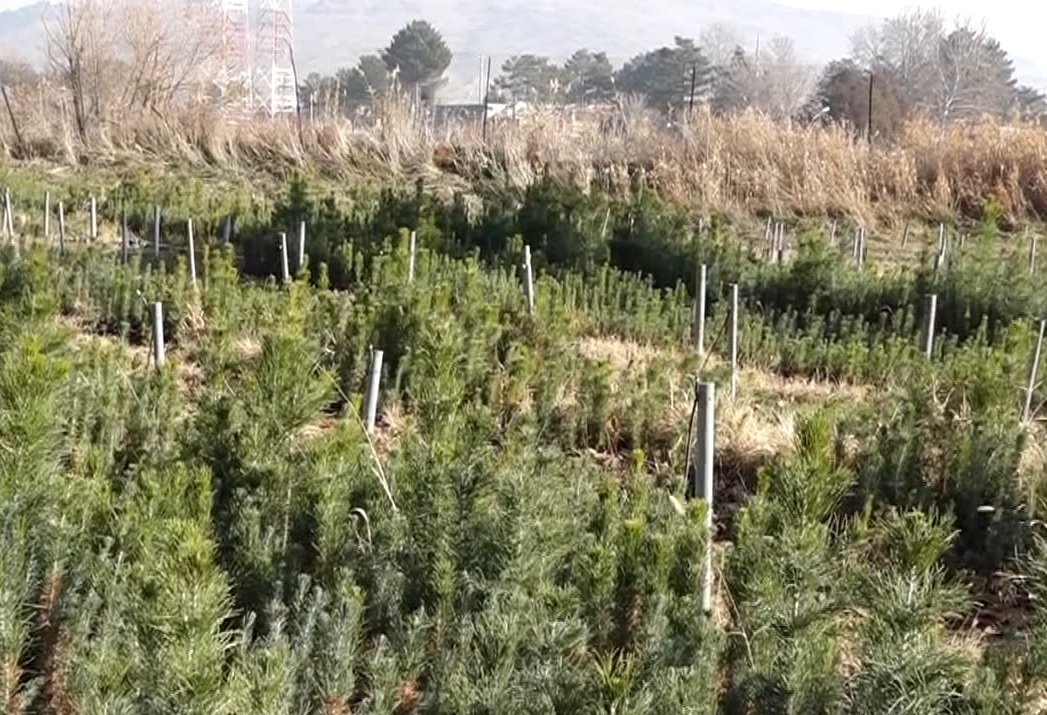 تولید ۲ میلیون و ۵۰۰ هزار اصله نهال در استان تولید ۲ میلیون و ۵۰۰ هزار اصله نهال در استان